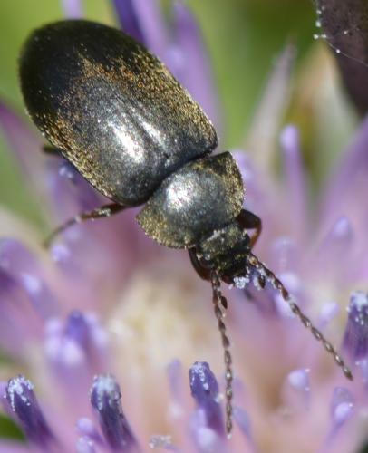 Réf. 234 616 : Isomira sp.